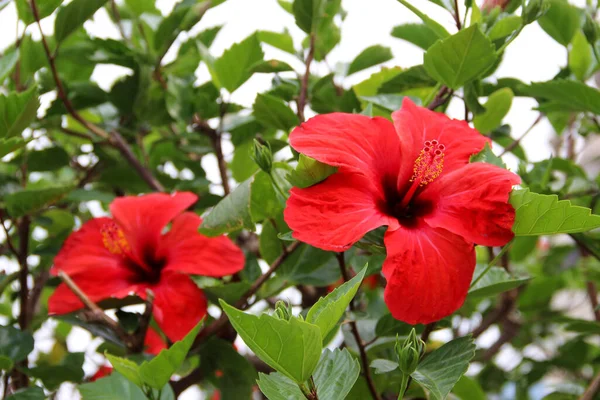 Closeup Red Chinese Hibiscus Hibiscus Rosa Sinensis Flower — Stock Photo, Image