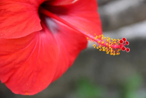 Sluitingen Van Meeldraden Van Een Rode Chinese Hibiscus Hibiscus Rosa — Stockfoto