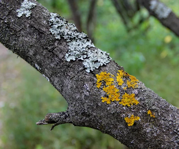 노란색과 이끼로 뒤덮인 나무줄기를 클로즈업 — 스톡 사진