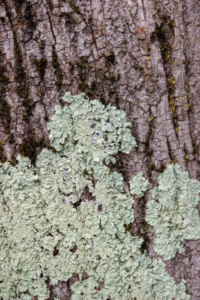 緑の地衣類で覆われた落葉樹の樹皮の閉鎖 — ストック写真