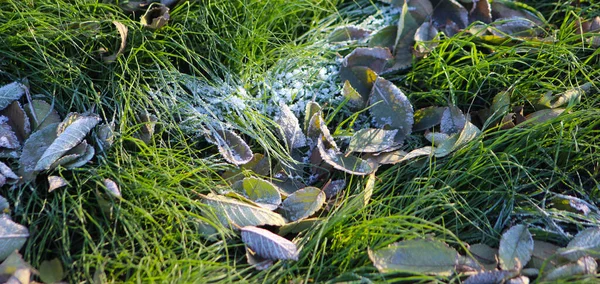 Inverno Chegou Cedo Geada Uma Grama Verde Folhas Mortas — Fotografia de Stock