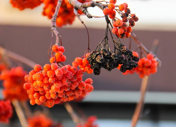 Rutten Klunga Ashberry Bland Några Röda Mogna Kluster Ashberry — Stockfoto