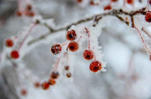 Red Berries Covered Snow Ice Crystals — Stock Photo, Image