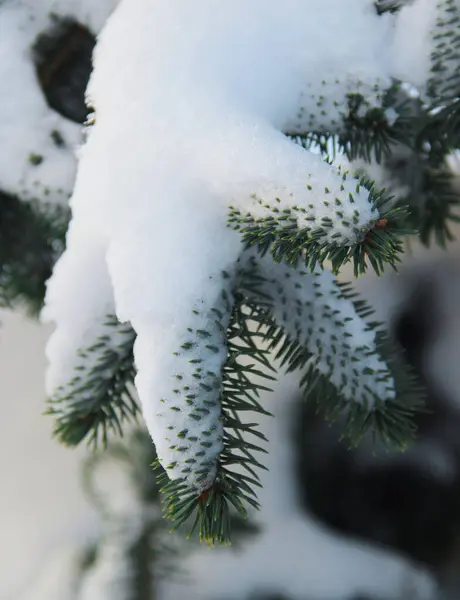 Gałąź Jodły Pokryta Śniegiem — Zdjęcie stockowe