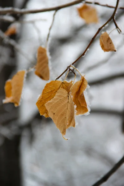 Sárga Őszi Levelek Hópelyhekkel Borítva — Stock Fotó
