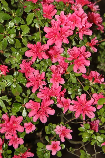 Fleurs Azalée Rouge Pendant Saison Des Fleurs Comme Fond — Photo