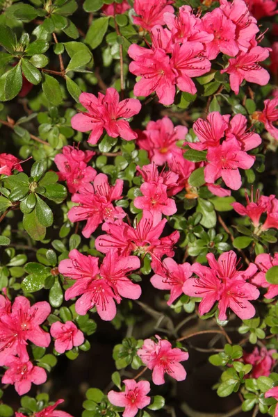 Fleurs Azalée Rouge Pendant Saison Des Fleurs Comme Fond — Photo