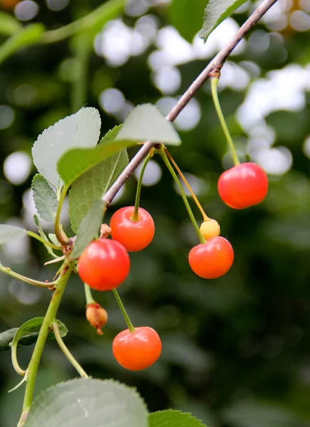 Grenen Körsbärsträdet Med Omogna Bär Vårträdgården — Stockfoto