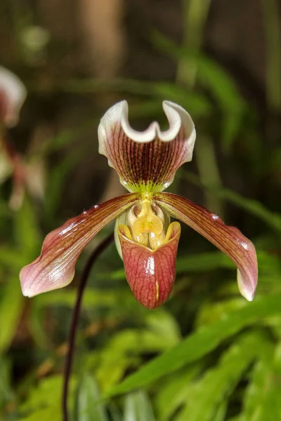 Hanımefendinin Terlik Orkidesinden Bir Çiçek Paphiopedlium Orkide — Stok fotoğraf