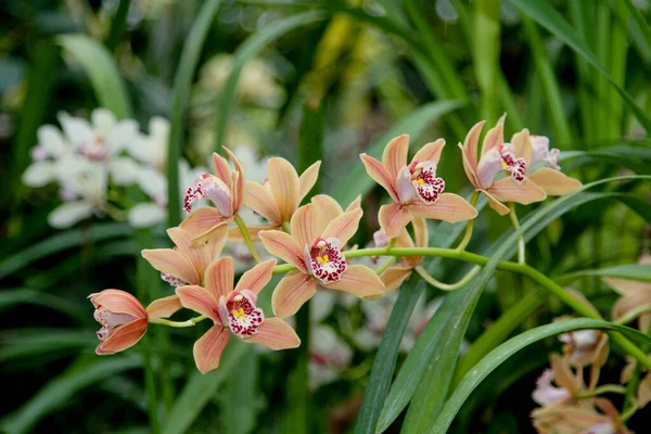 Bir avuç Cymbidium orkidesi.