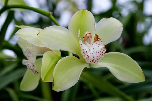 Flower Green Cymbidium Orchid — Stock Photo, Image