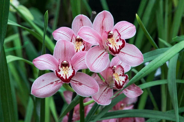 Bir Demet Pembe Cymbidium Orkidesi — Stok fotoğraf