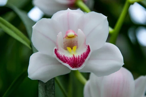 Flower White Orchid — Stock Photo, Image