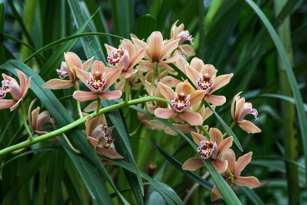 Bunch Cymbidium Orchids — Stock Photo, Image