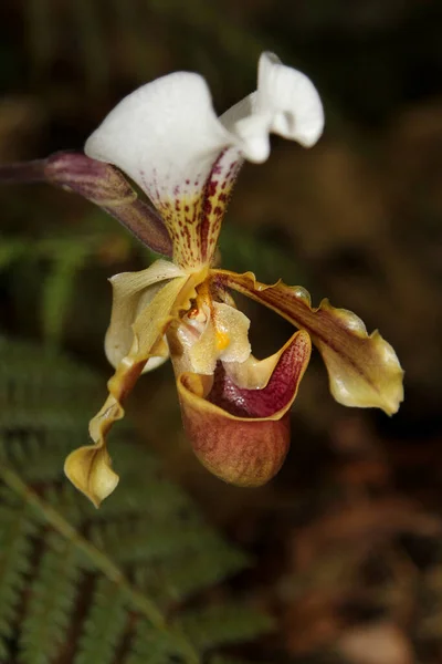 A flower of the lady s slipper orchid - Paphiopedlium Orchid