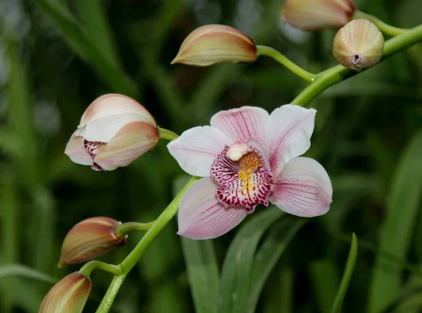 One Flower Bunch Buds Pink Cymbidium Orchid — Stock Photo, Image