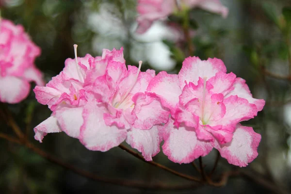 Couple Azalea Flowers White Petals Pink Edges — Stock Photo, Image