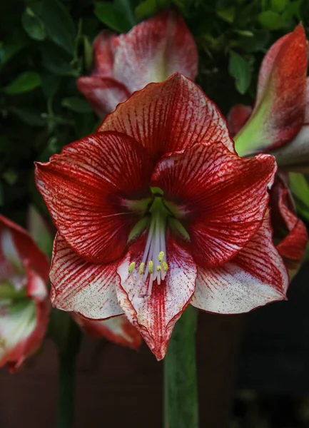 Detailní Záběr Hippeastrum Charisma Květiny — Stock fotografie