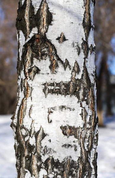 자작나무 줄기를 클로즈업 — 스톡 사진