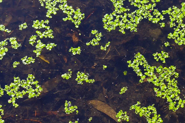 Closeup Duckweed Pond Surface — Stock Photo, Image
