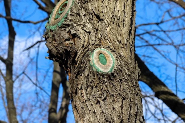 Gros Plan Tronc Arbre Avec Des Branches Coupées Peintes Avec — Photo