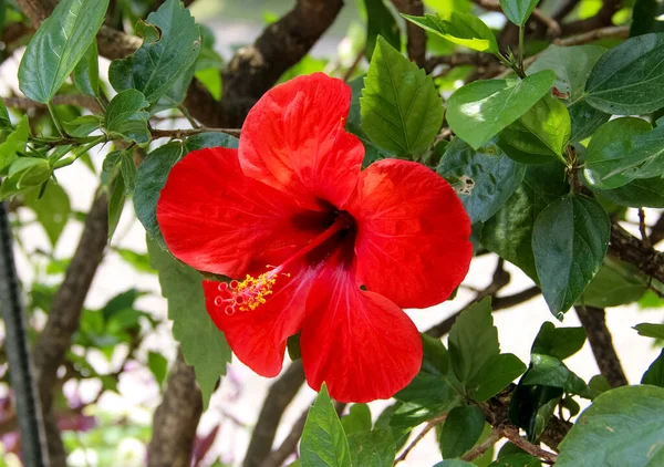 Fechar Uma Flor Hibisco Chinesa Vermelha — Fotografia de Stock