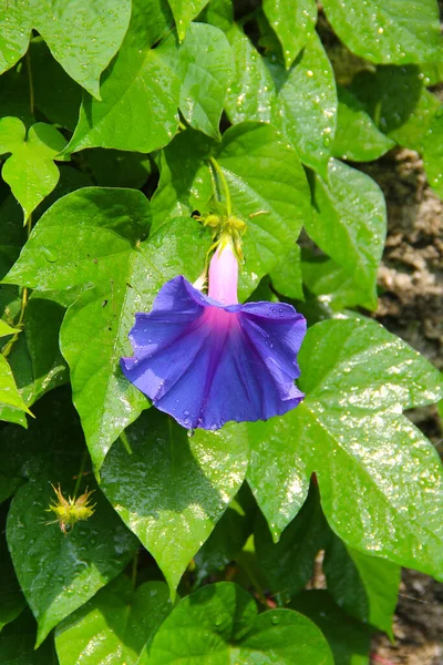 Gros Plan Une Fleur Gloire Matin Entièrement Ouverte Bleue Violette — Photo