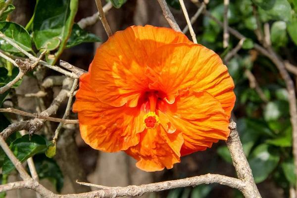 Primer Plano Una Flor Hibisco Chino Naranja — Foto de Stock