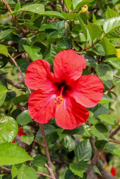 Gros Plan Une Fleur Hibiscus Rouge Chine — Photo