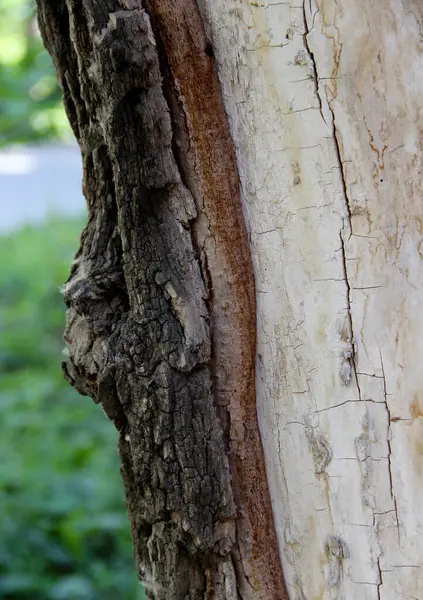 나무를 나무껍질을 층층이 — 스톡 사진