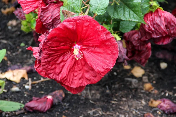 Last One Blooming Red Chinese Hibiscus Flower Water Drops Its — Stock Photo, Image