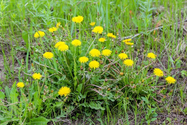 Бутон Желтые Цветки Одуванчиков Taraxacum — стоковое фото