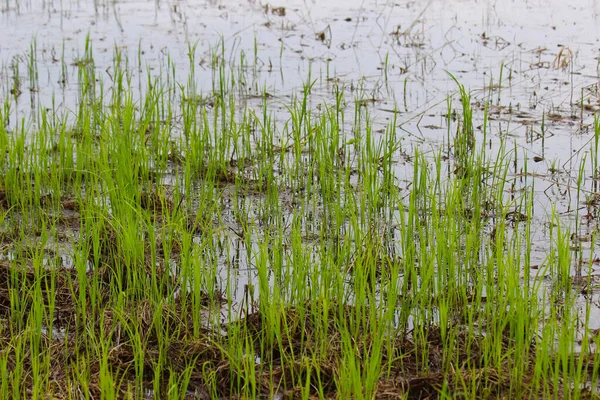 Çayır bataklıklarında çim filizi. Seçici odaklı resim.