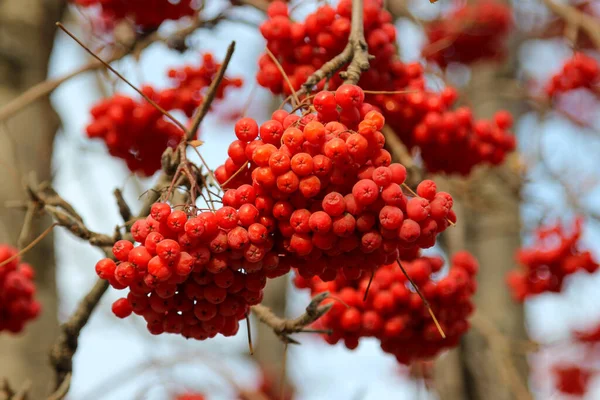 Red Ripe Frozen Clusters Ashberry — Stock Photo, Image