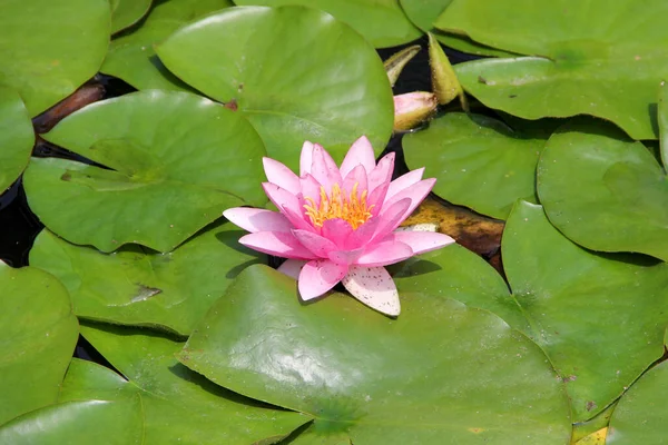 Closep Pink Water Lily Flower Leaves Floating Surface Water — Stock Photo, Image