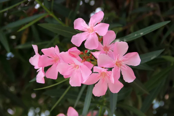 Groupe Fleurs Oléandre Nerium Oleander — Photo