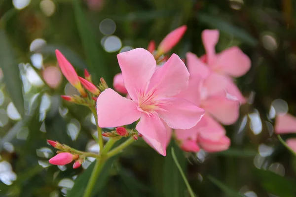 Gros Plan Une Fleur Laurier Rose Nerium Oleander — Photo