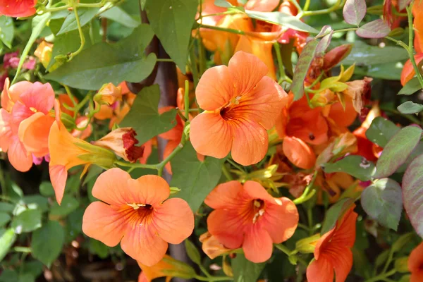 Primo Piano Della Vite Tromba Cinese Campsis Grandiflora Fiori — Foto Stock