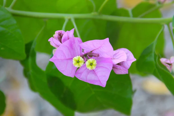 Gros Plan Une Fleur Comme Des Feuilles Printemps Des Fleurs — Photo