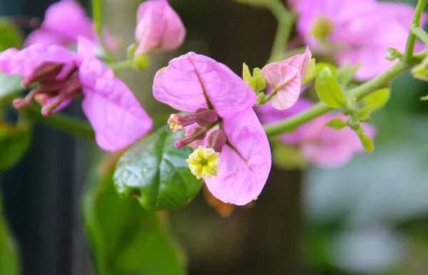 Çiçek Gibi Bir Bahar Yaprağı Bougainvillea Nın Çiçeklerine Yakın Çekim — Stok fotoğraf