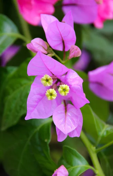 Gros Plan Une Fleur Comme Des Feuilles Printemps Des Fleurs — Photo