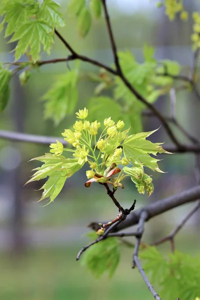 Closeup of flowers and young leaves of the Norway maple tree - Acer platanoides — Stock Image Closeup Flowers Young Leaves Norway Maple Tree Acer Platanoides Stock Image