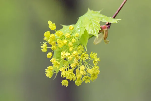 Closeup of flowers and young leaves of the Norway maple tree - Acer platanoides — Stock Image Closeup Flowers Young Leaves Norway Maple Tree Acer Platanoides Stock Picture