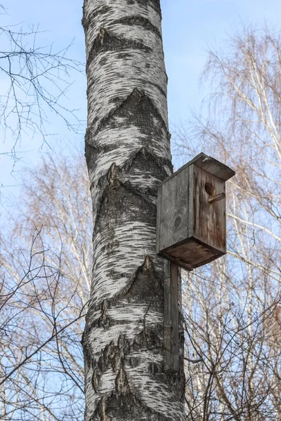 Een Houten Vogelhuisje Aangebracht Een Oude Berkenboom — Stockfoto