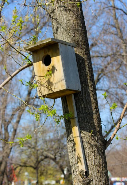 Wooden Birdhouse Affixed Tree Trunk Spring — Stock Photo, Image