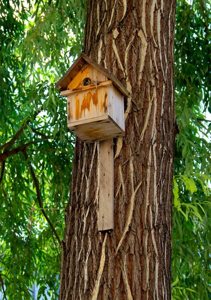 Typical Wooden Birdhouse Affixed Tree Trunk Royalty Free Stock Images