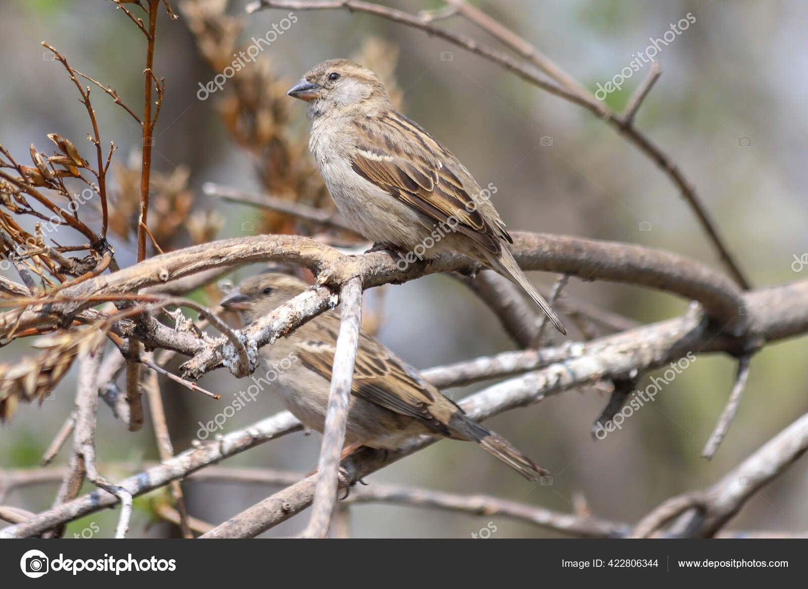 Burung Gereja Rumah Bertengger Stok Foto Burung Gereja Rumah Bertengger Gambar Bebas Royalti Depositphotos