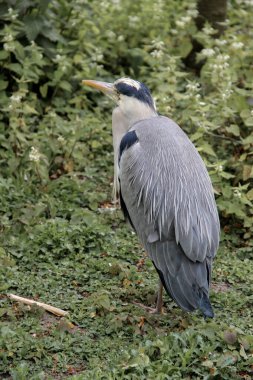 Gri balıkçıl - Ardea cinerea