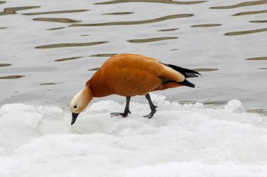 Lanet olası Shelduck - Tadorna ferruginea - kışın suyun yanında kar üzerinde yürüyor.