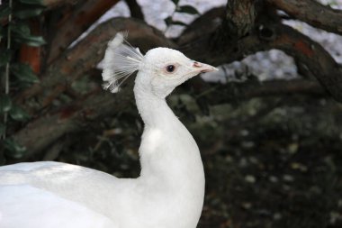 Beyaz bir tavus kuşunun yakın çekimi